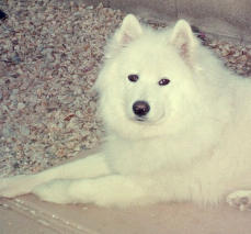 Our Featured Sam